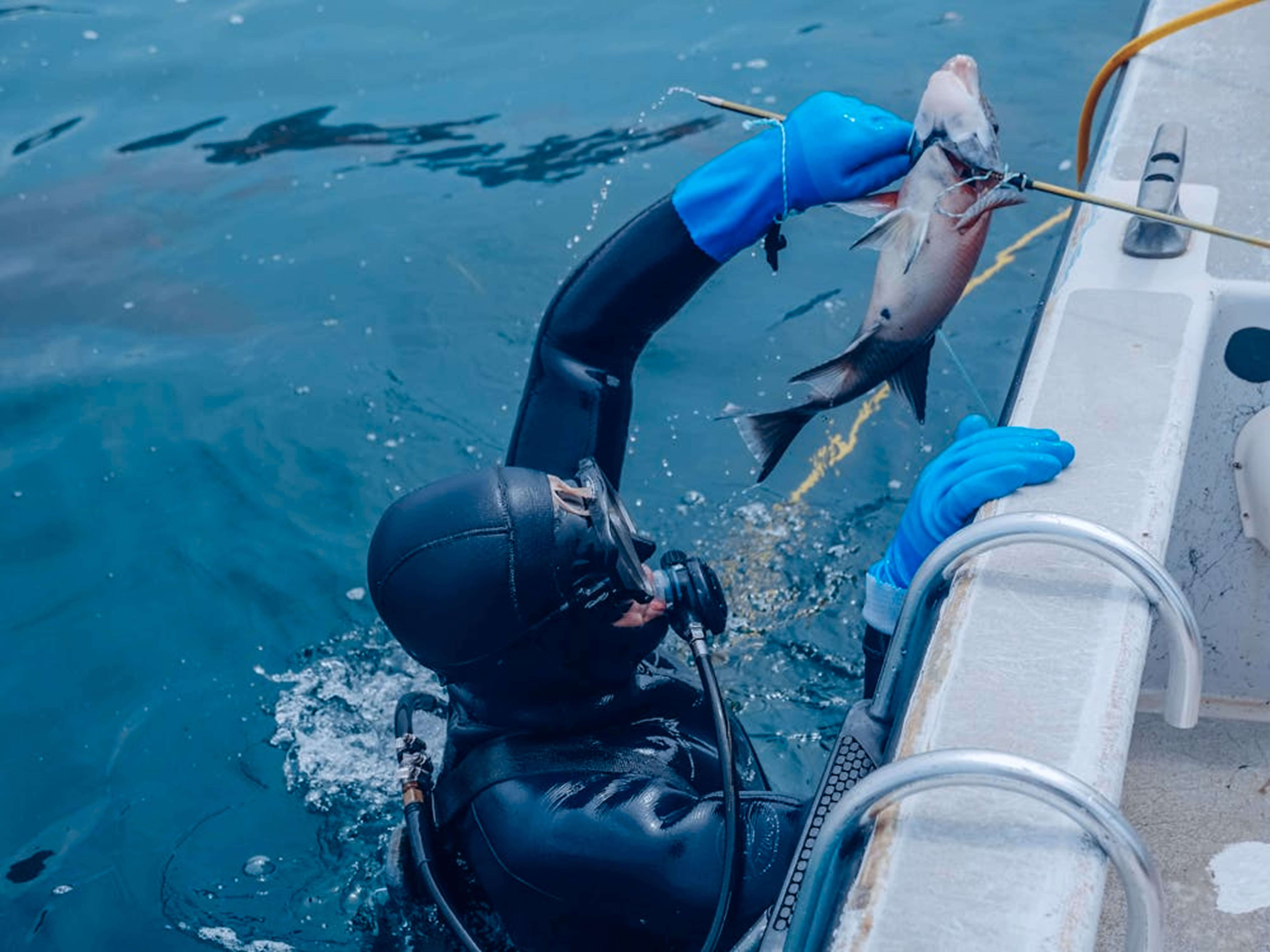 Image of spearfishing